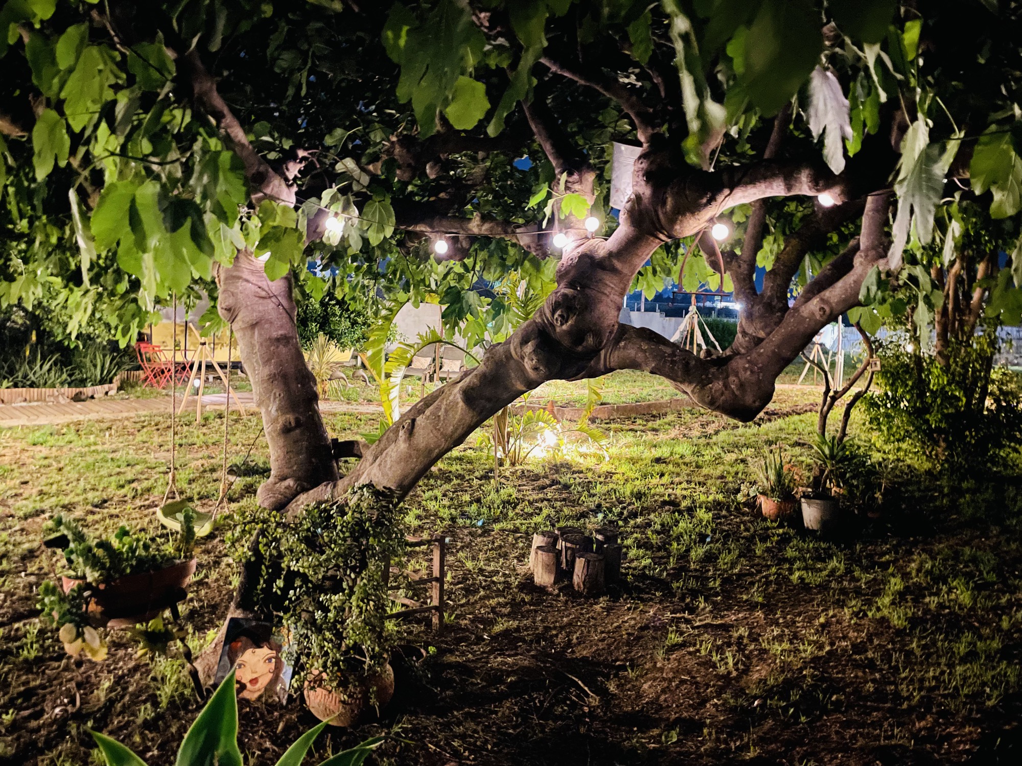Higuera iluminada de noche con columpio