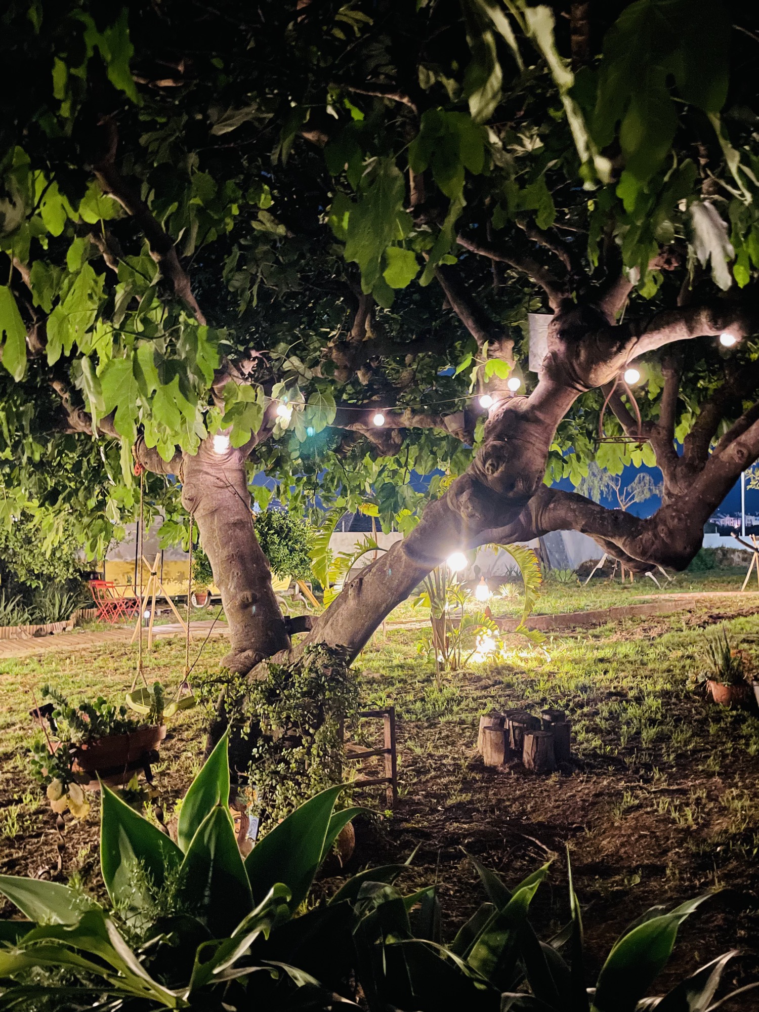 Vista del refugio desde la higuera con la ciudad al horizonte