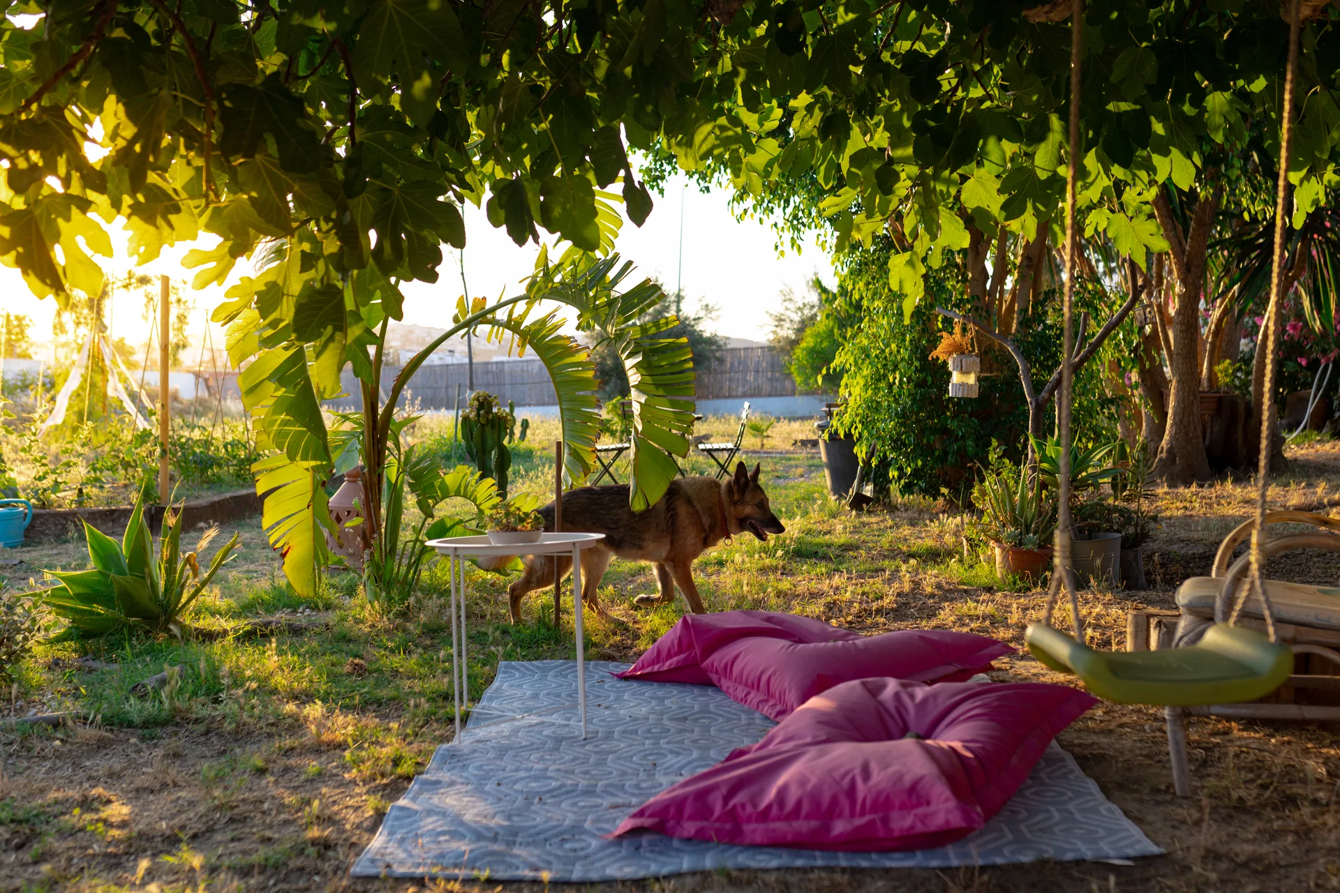 Rincón de descanso bajo la higuera